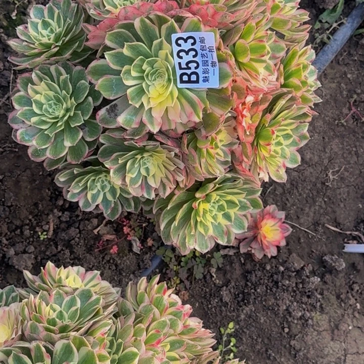 孔雀翎花30-39包邮花花万紫千红总是春