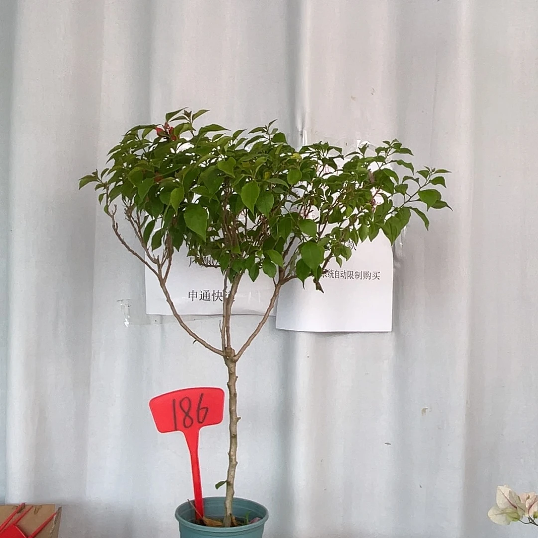 当前无花栽培后可以开花186红狐狸