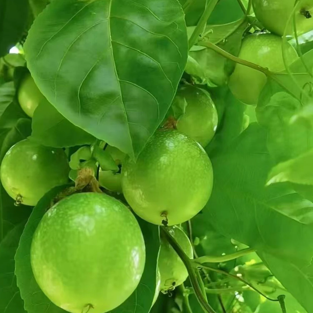 （哥弟）潮汕本地钦蜜百香果
