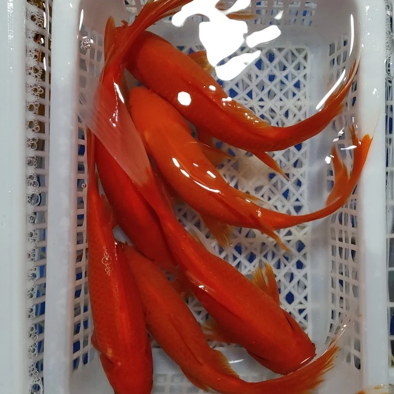 21号【2条贺岁大红草】18-20cm 红色是草金 锦鲤 好养冷水鱼