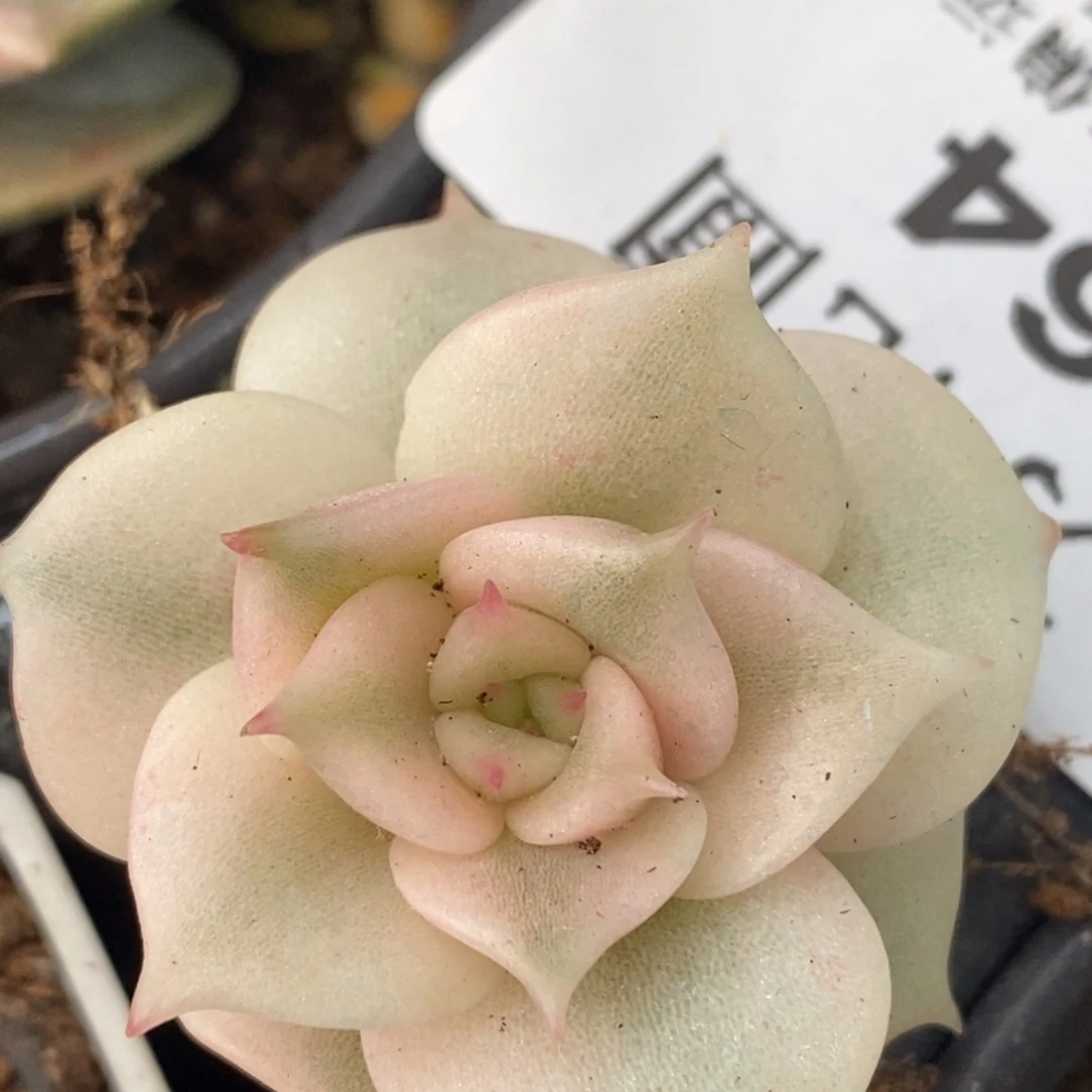 946贝加尔湖锦叶插福伦