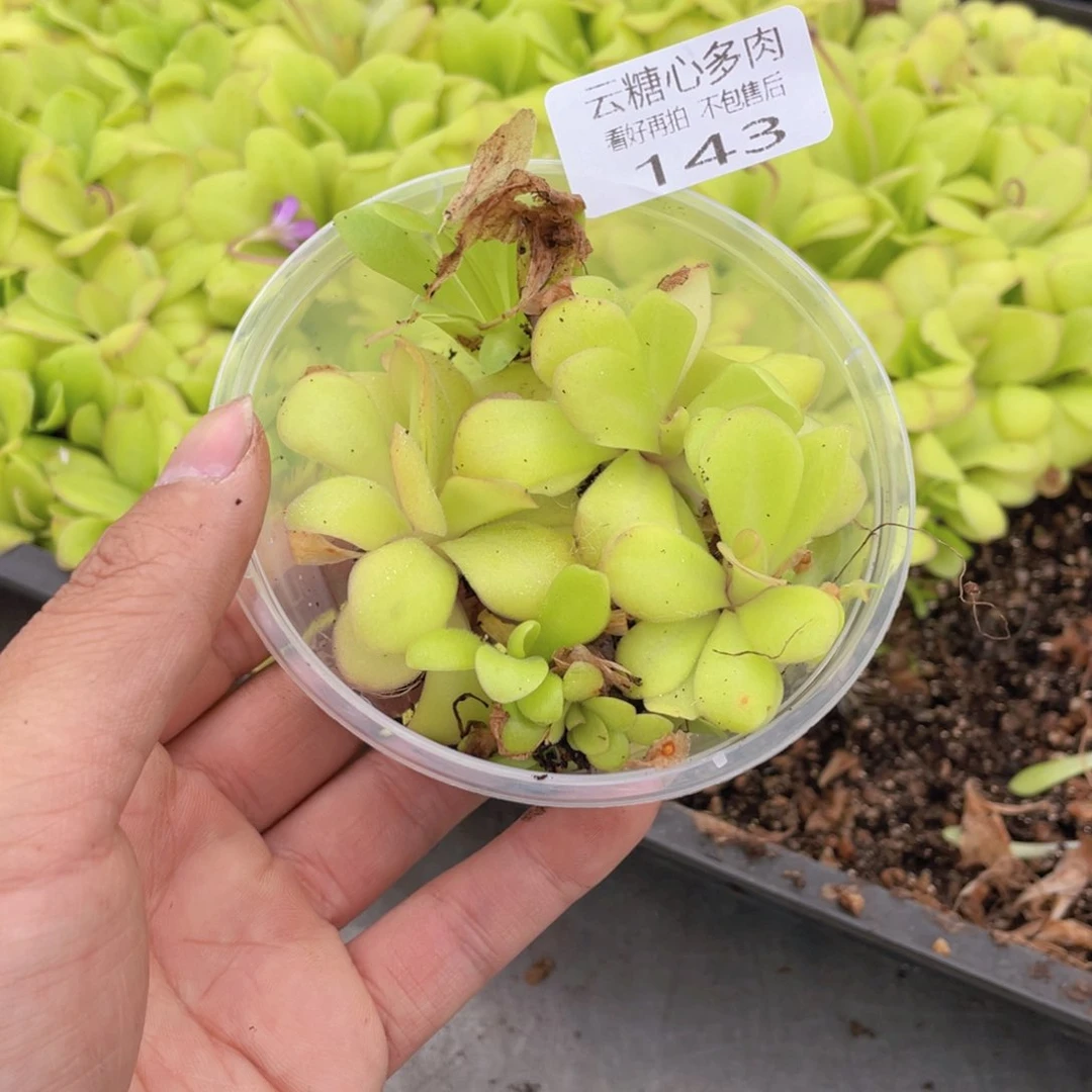 云糖心多肉植物143