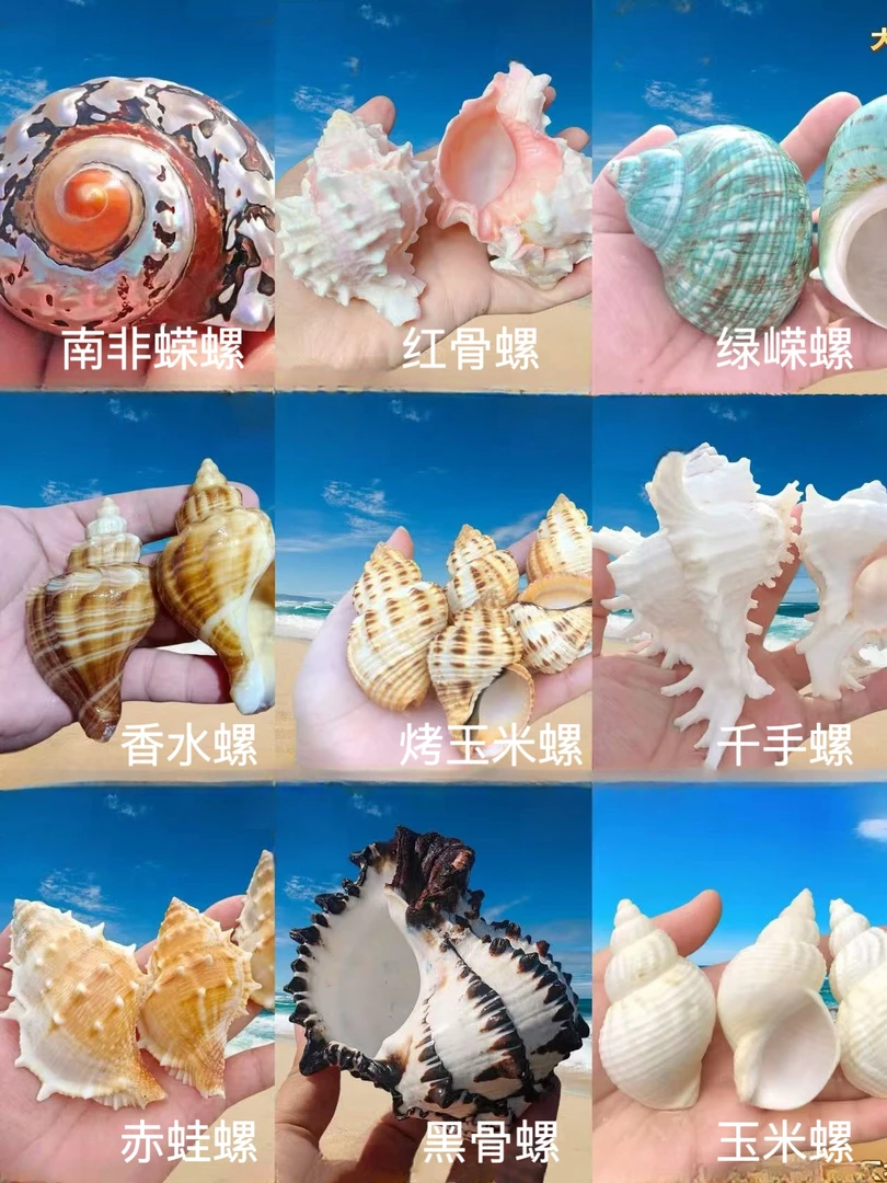 寄居蟹替换壳天然海螺贝壳（一个也包邮，下单备注口径）