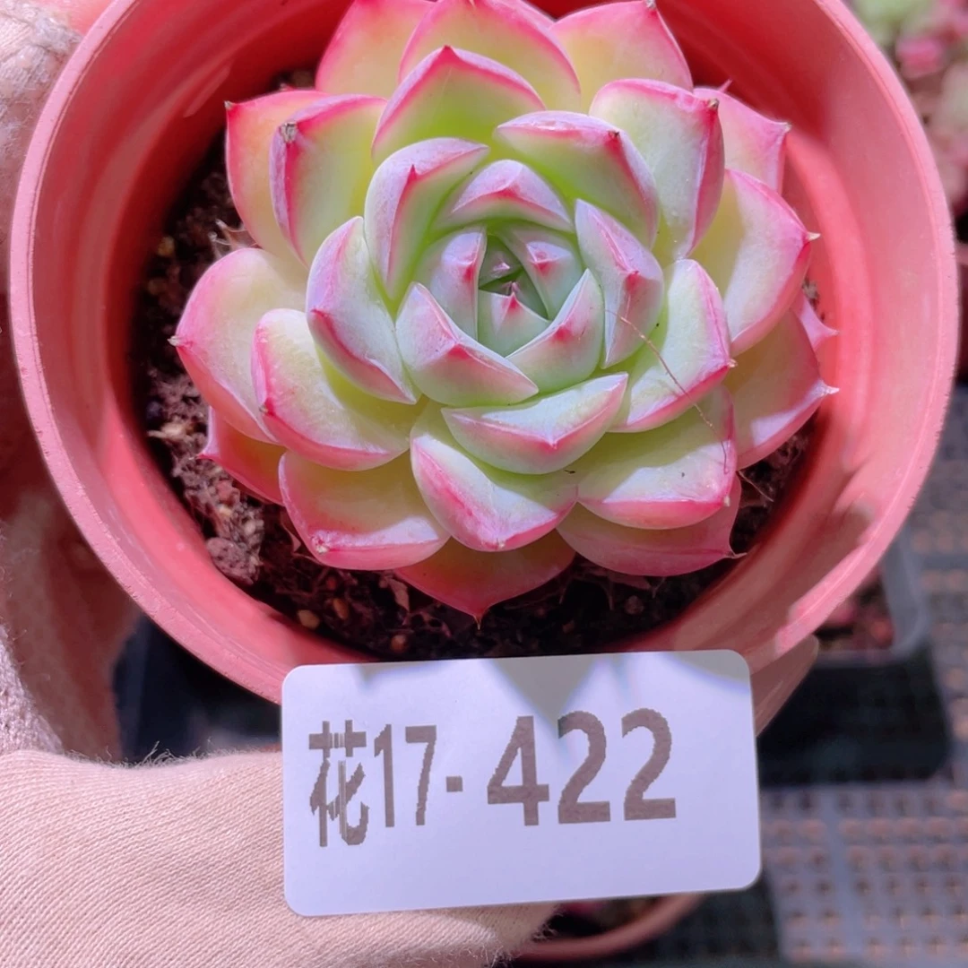 花利美17-422粉水晶