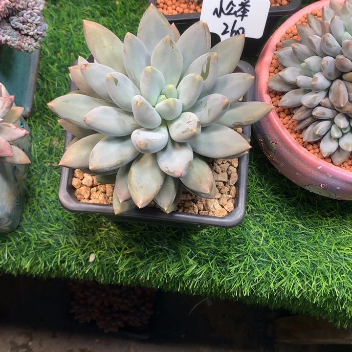 胖体哥特萝莉单头寄养
