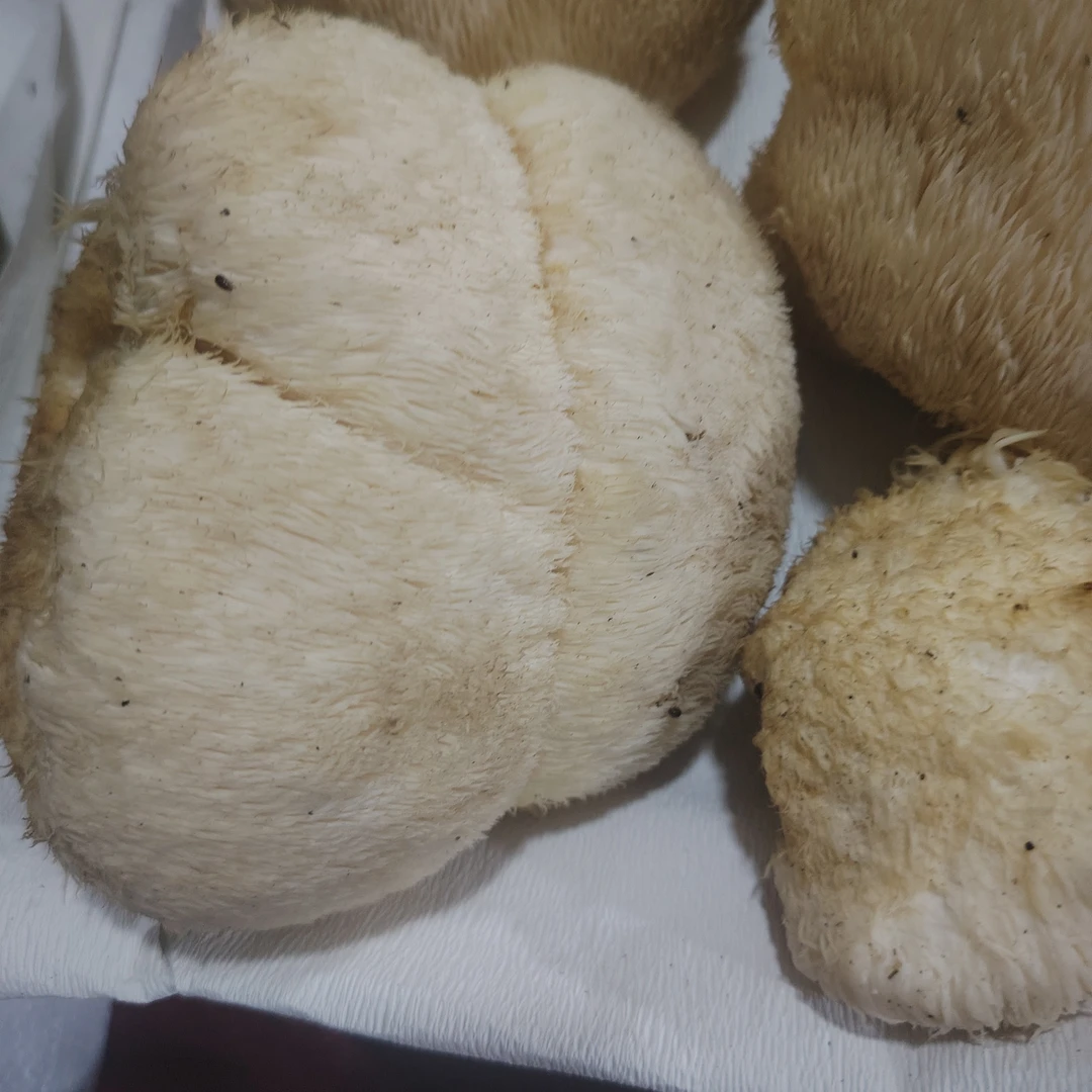 东北长白山脉新鲜猴头菇（）