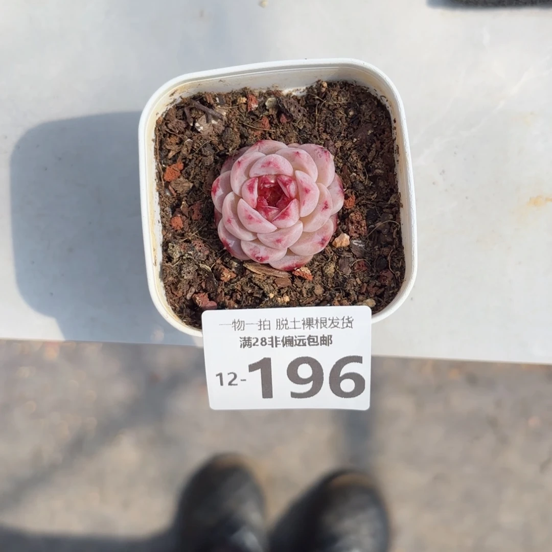 W****天鹅绒单头多肉