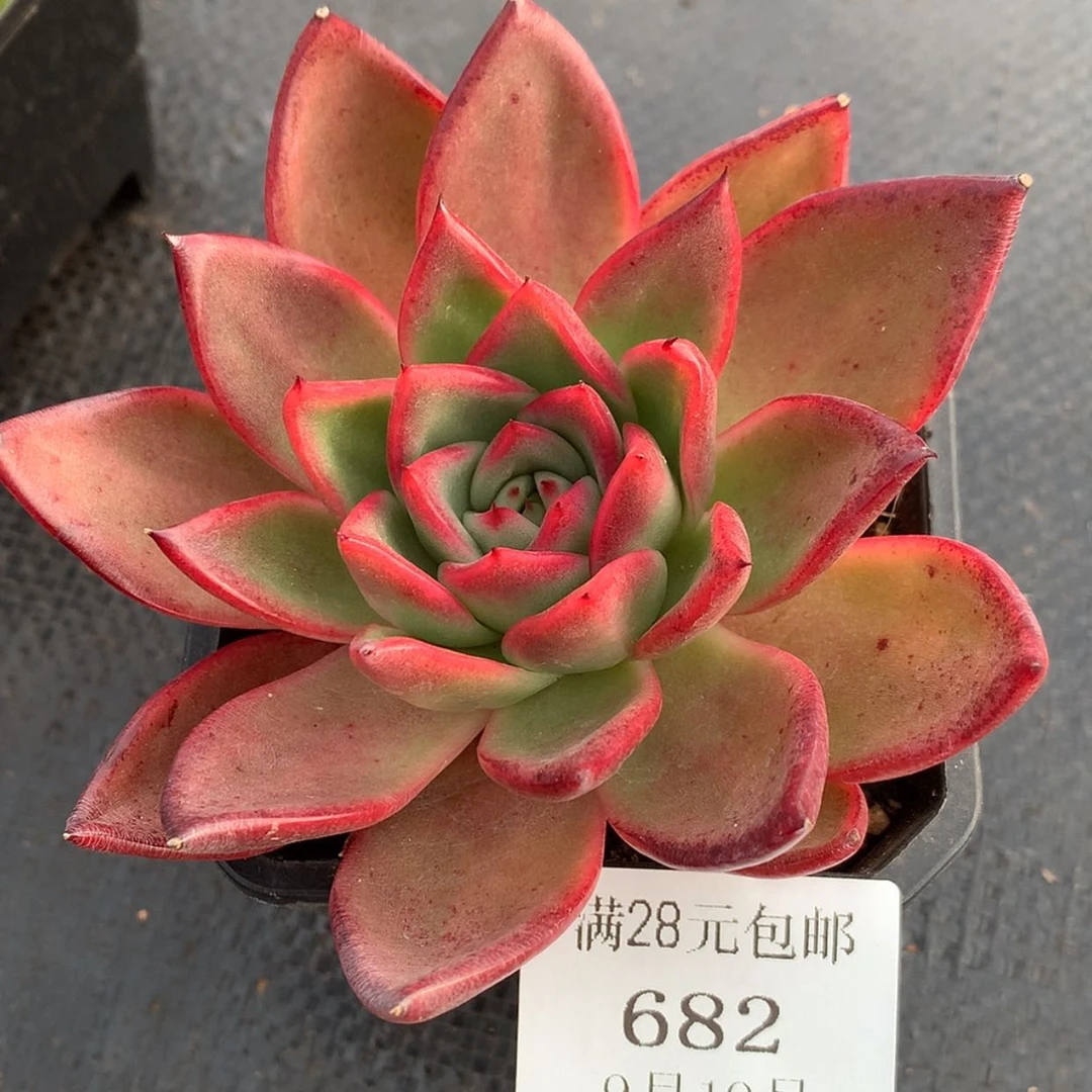 【闪购商品】云682号