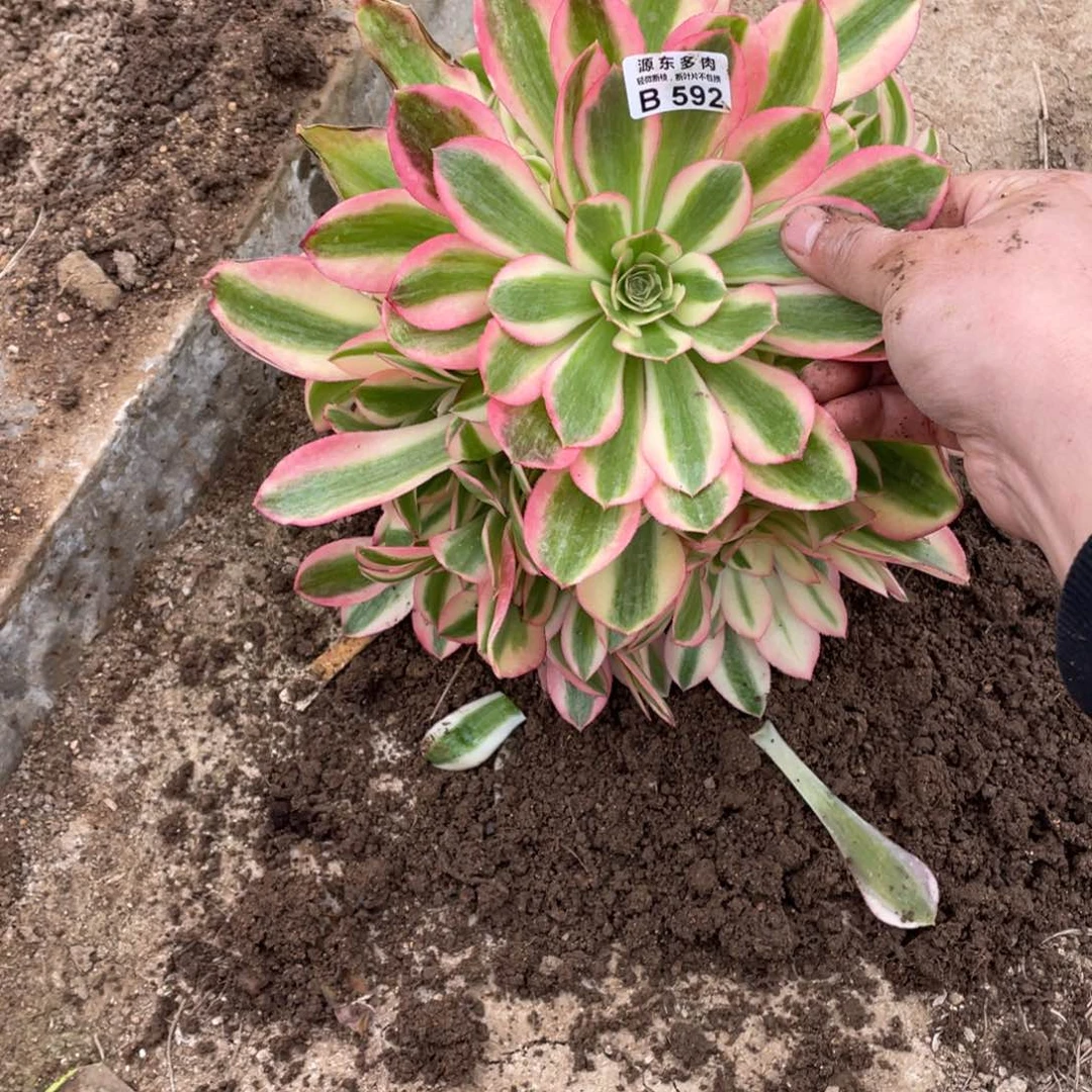 592粉女巫多肉法师断枝不包量