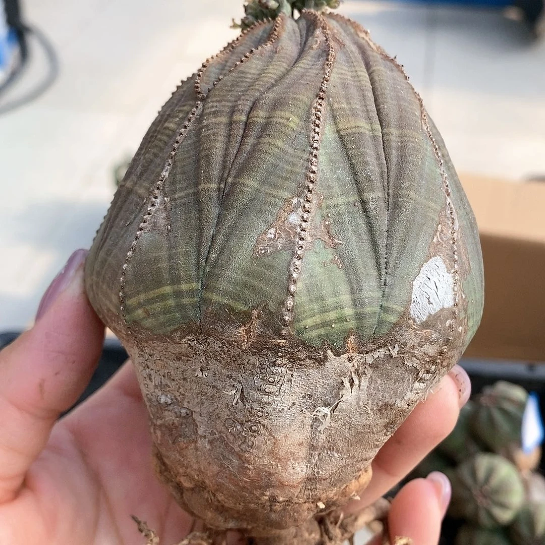 N*L欧系实生布纹球多肉