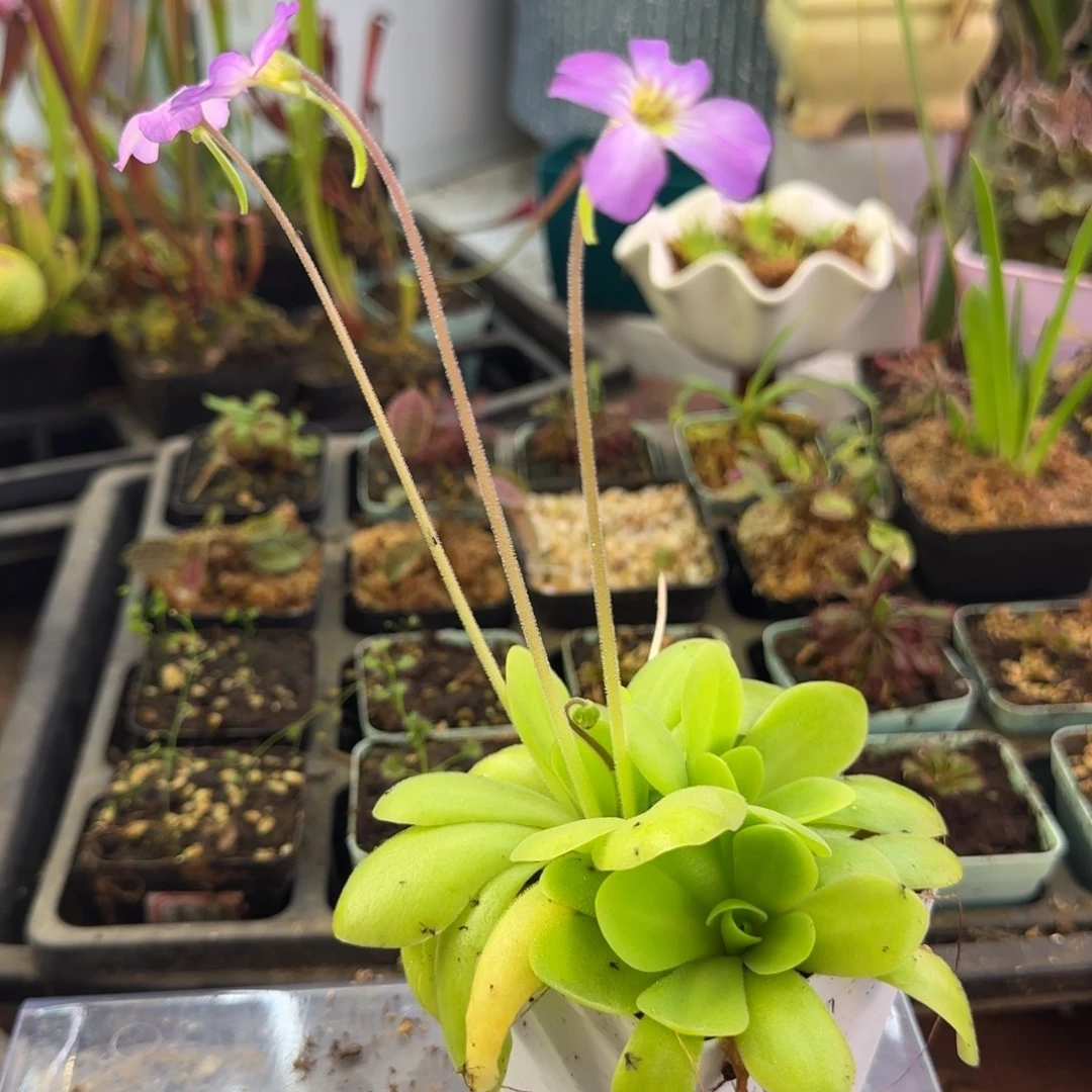 完全开放苹果捕虫堇