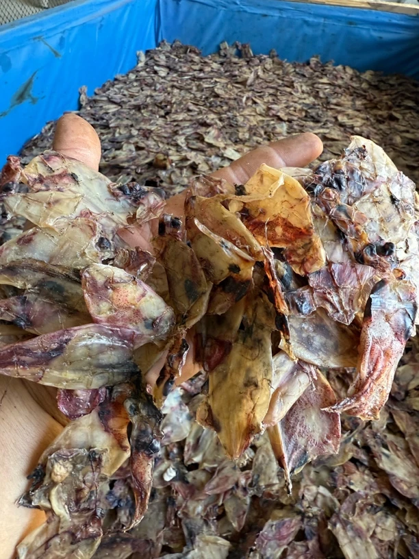 淡晒无盐鱿鱼筒干货小管鱿鱼煲汤炒菜味道爽脆