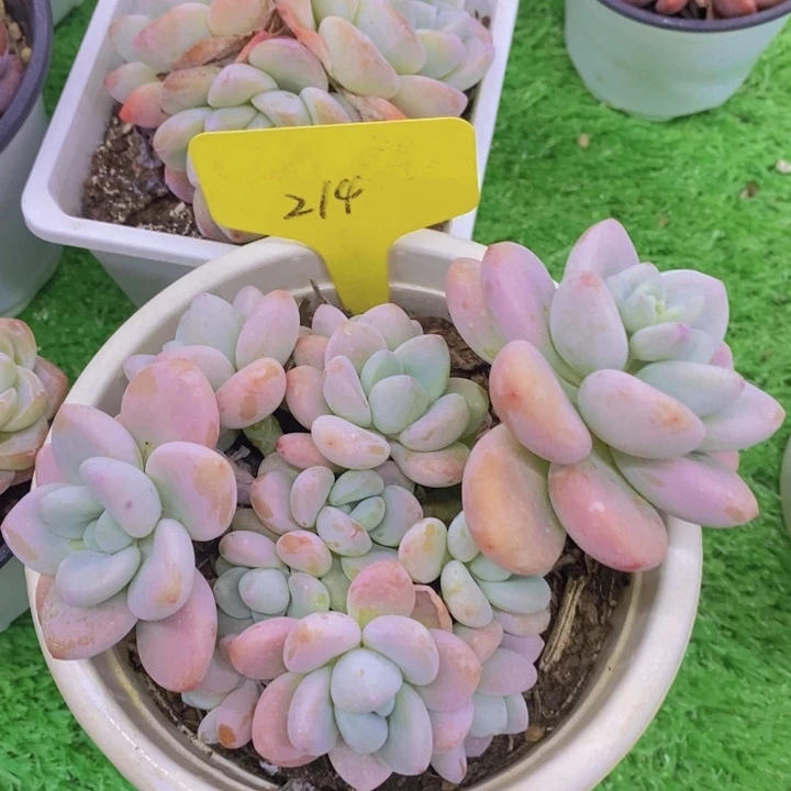 ，多肉植物，开心多肉