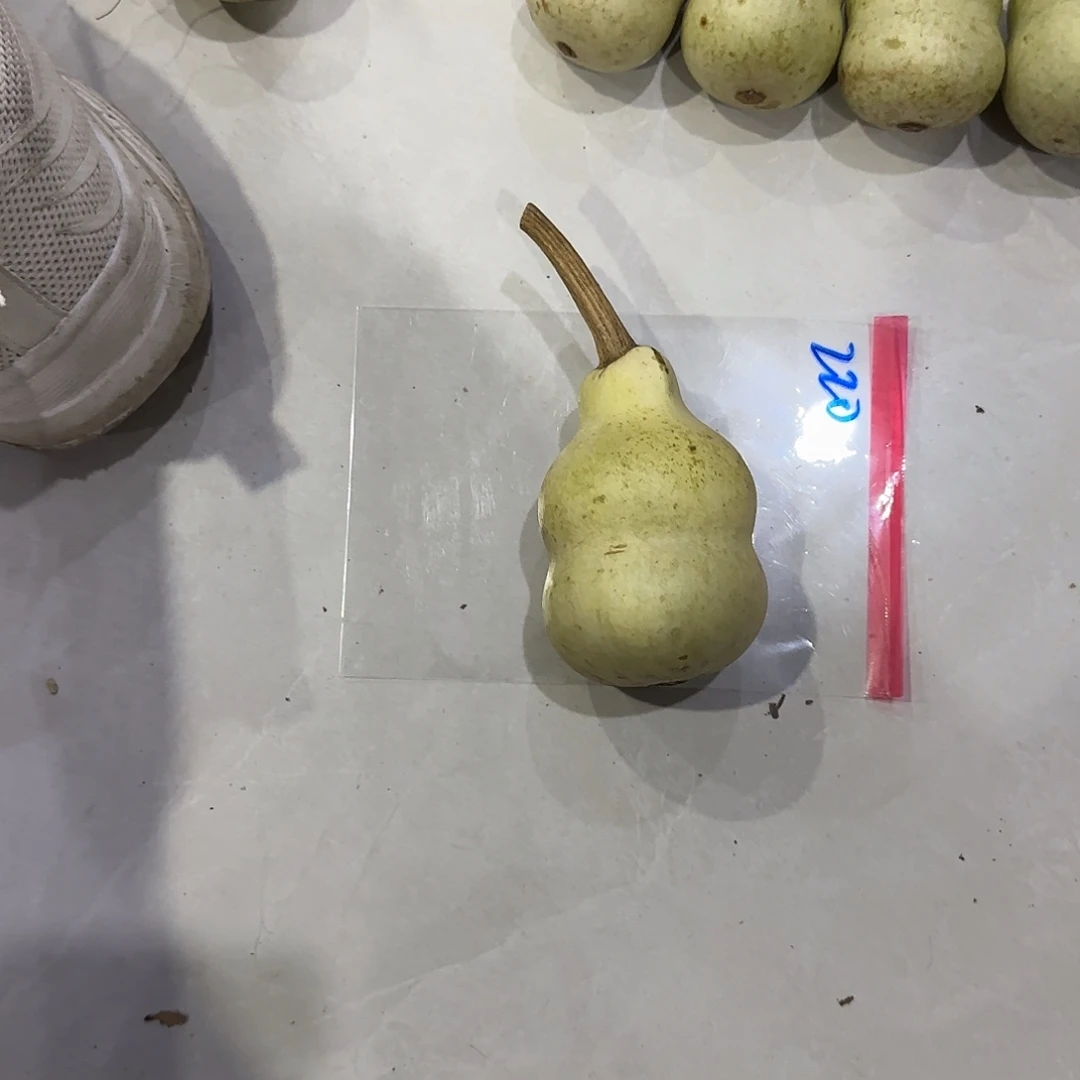 ****福青皮不包青皮不包成