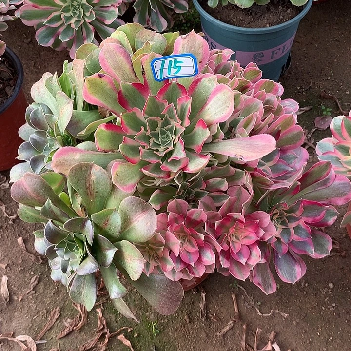 多肉植物阴阳叶罗刹115