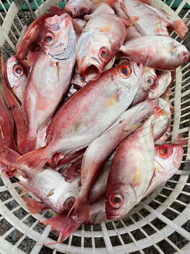 福建祥芝威隆海鲜野生海海鲢鱼海鱼海捕冰鲜水产红目连海莲新鲜鱼