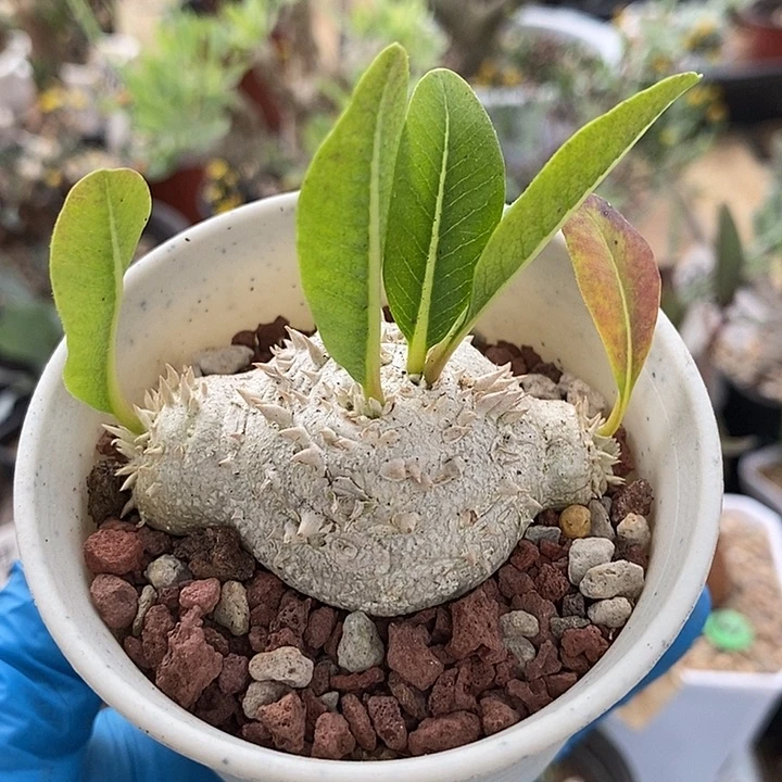 915惠比须笑带盆一一