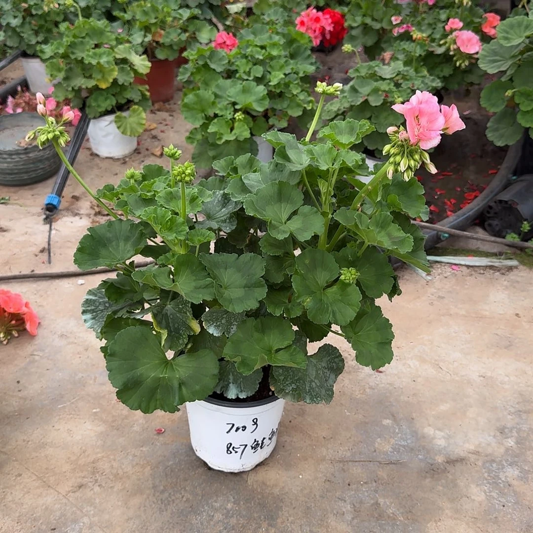 用***4完全开放大力水手硅红