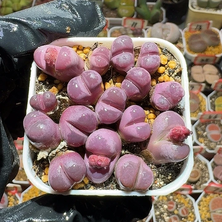 生石花3:：，紫折。  92号