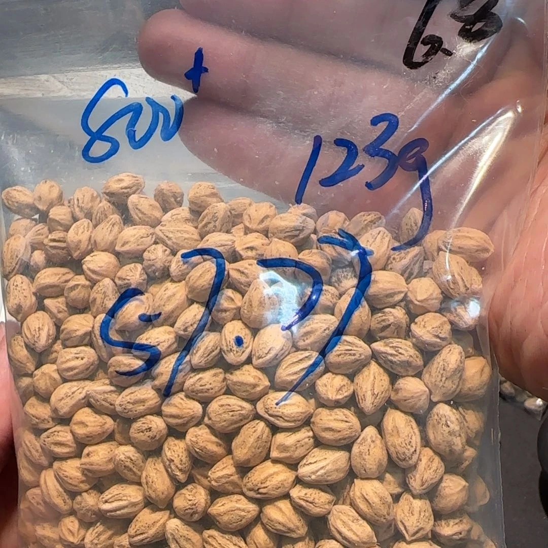 柏香籽/百香籽吊坠肥*墩6.8 123g