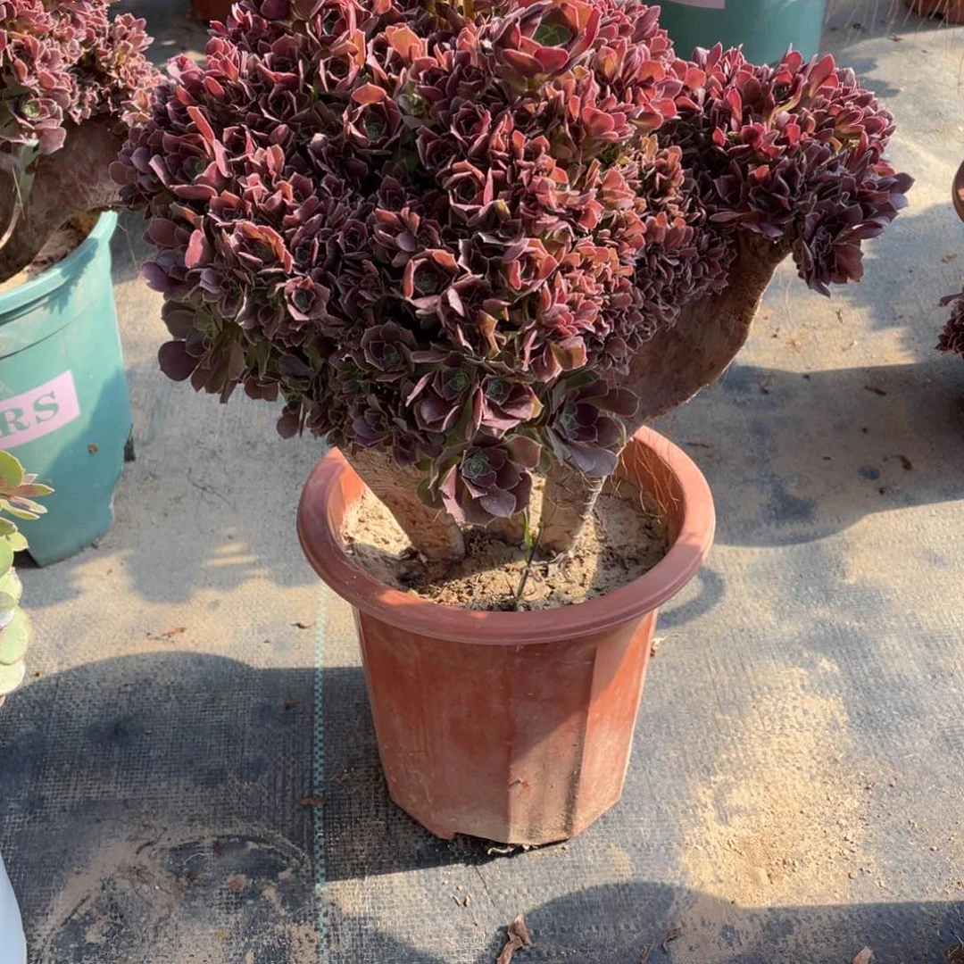 赵****）玫瑰朵朵缀化脱土