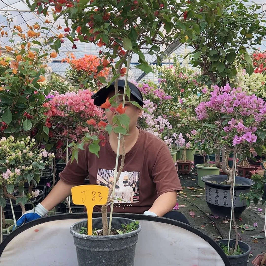 ****子大部分花苞少量开放J83红桑巴