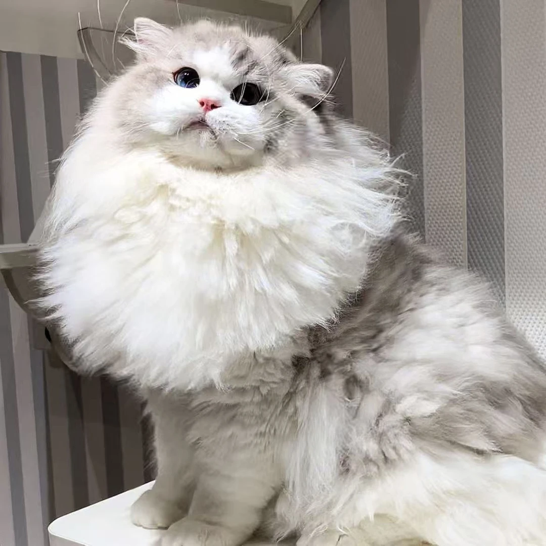 【 情书家的布偶猫】猫咪活体链接