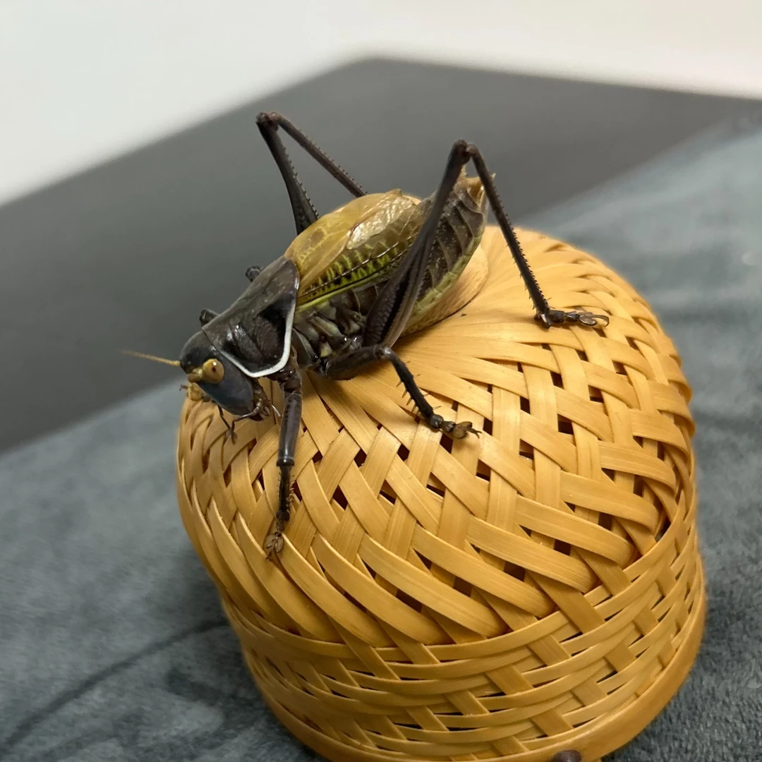 铁皮蝈蝈活虫鸣虫精品大个高货野籽宠物包邮