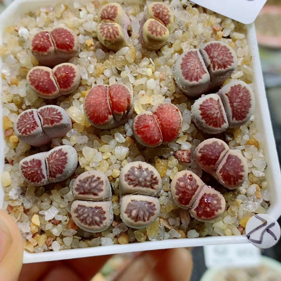 生石花花花花花花花花866