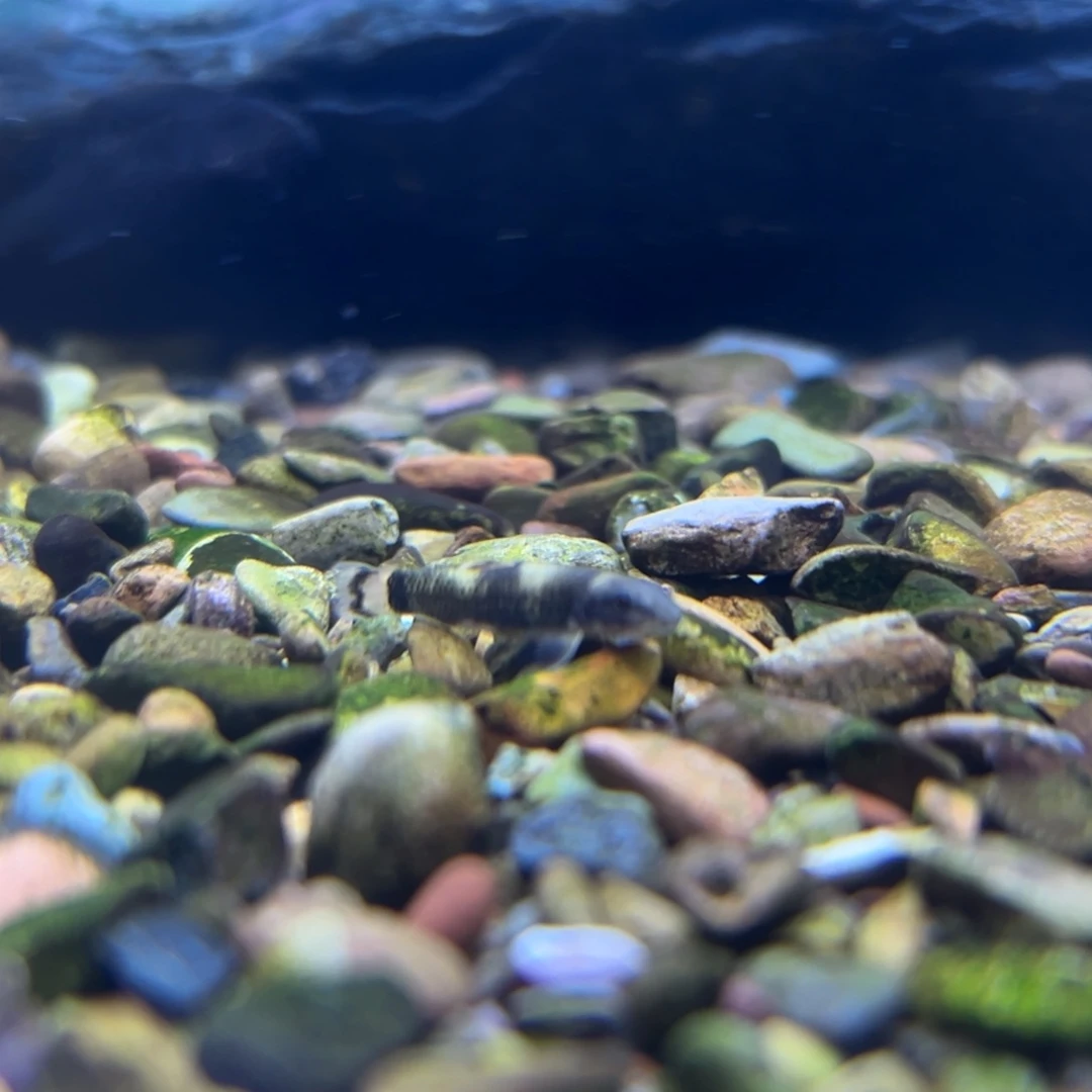 工具鱼6条老虎小精灵（包邮包损）