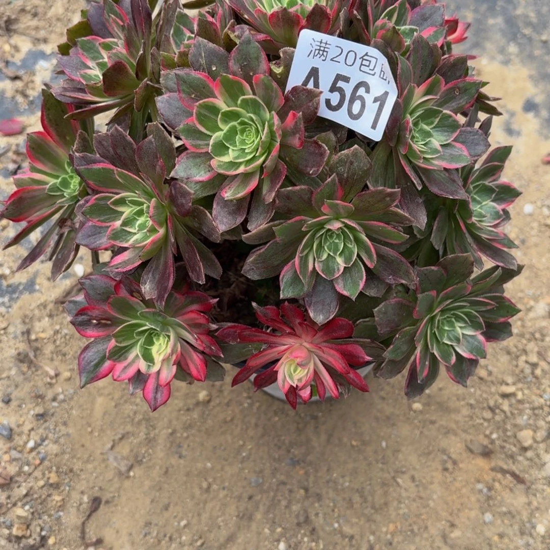 561多肉植物捧花的时候