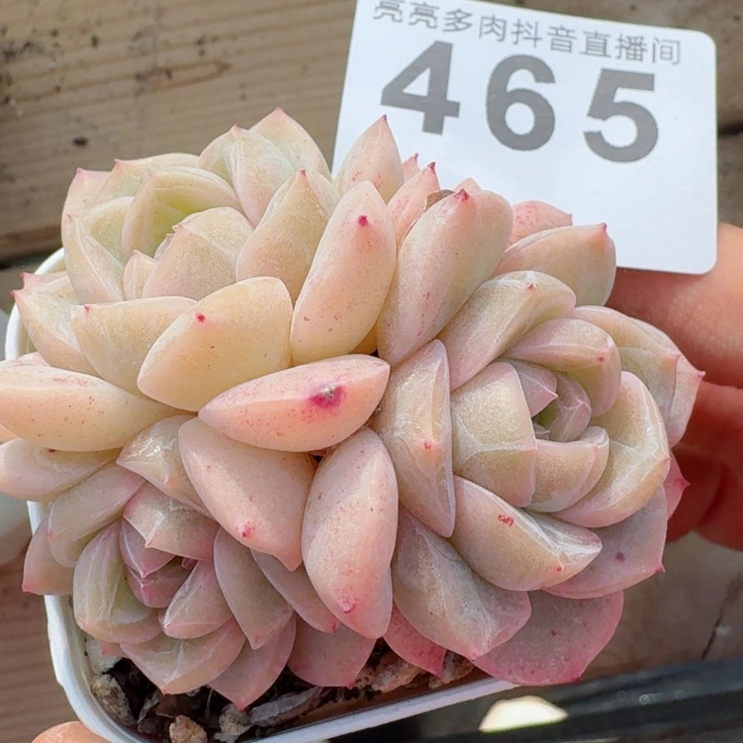 矿*水干冰         精品多肉