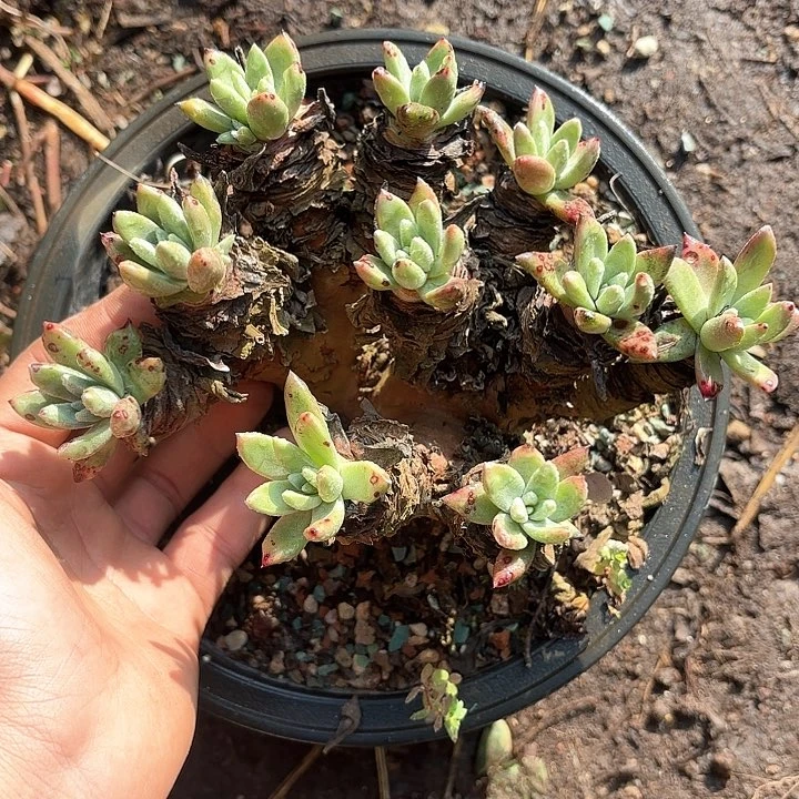 泡**头仙女杯多肉植物