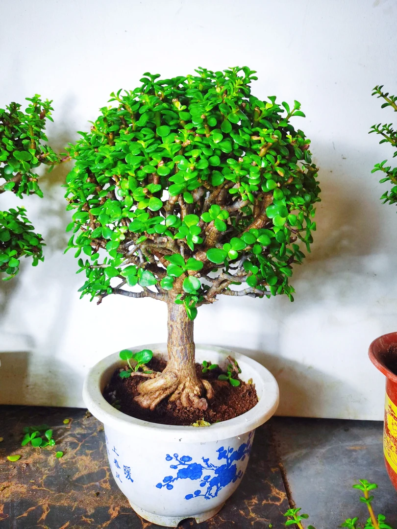 老桩棒棒糖金枝玉叶新手好养耐热耐寒带盆土