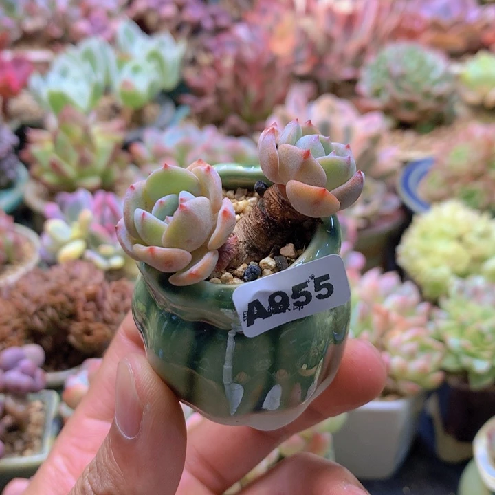 一物一拍含盆土满38包邮A955