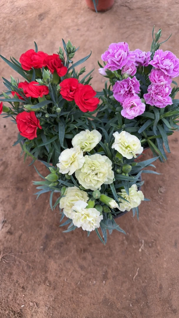 康乃馨【红色➕飞雪➕黄绿色】原盆原土带花苞发货盆栽绿植