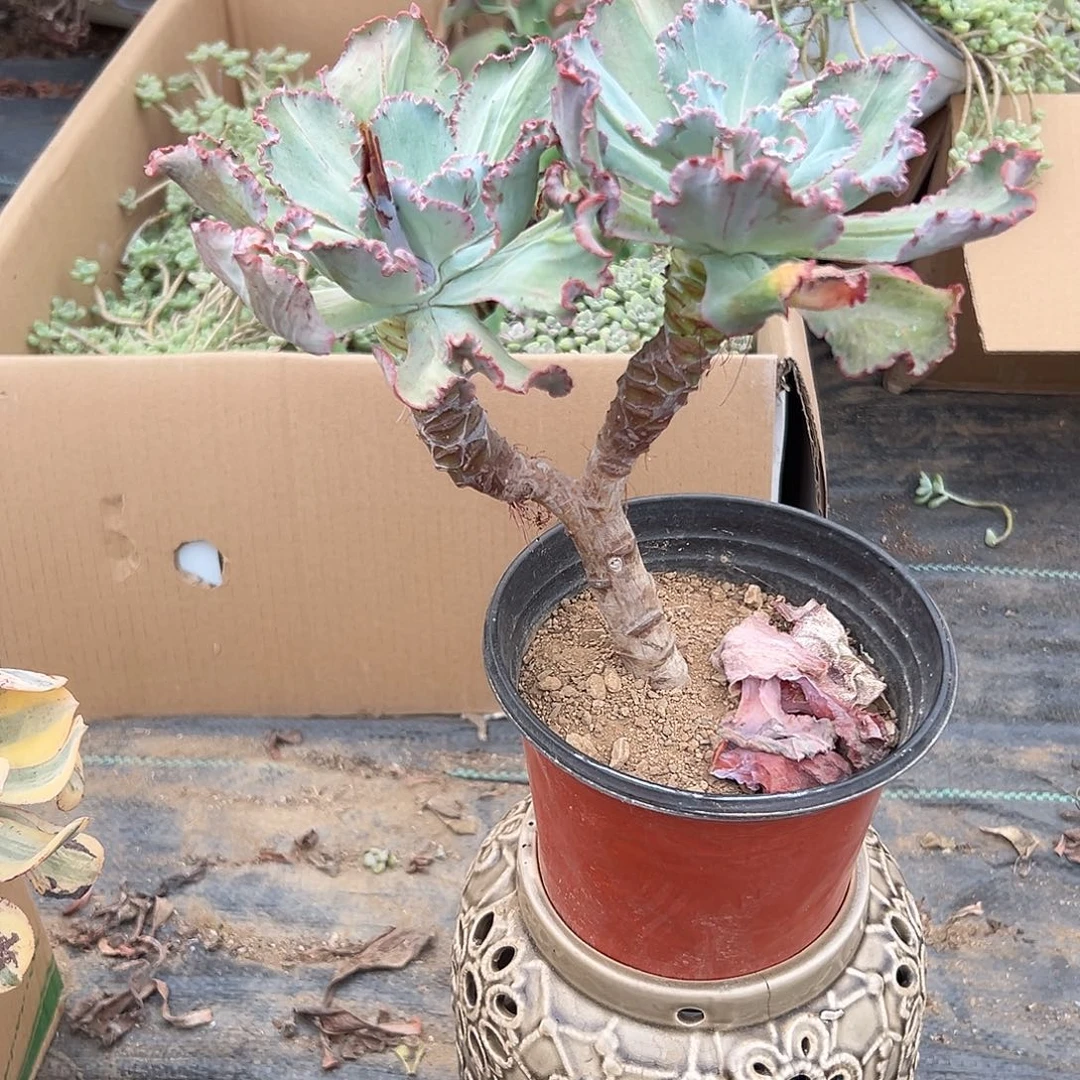 多肉植物舞会红裙
