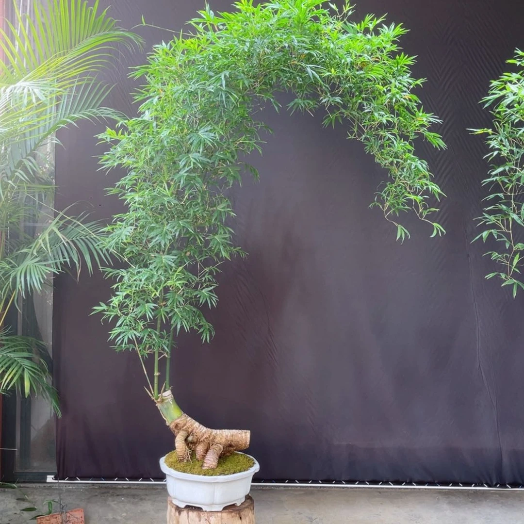 无花朵12335469899