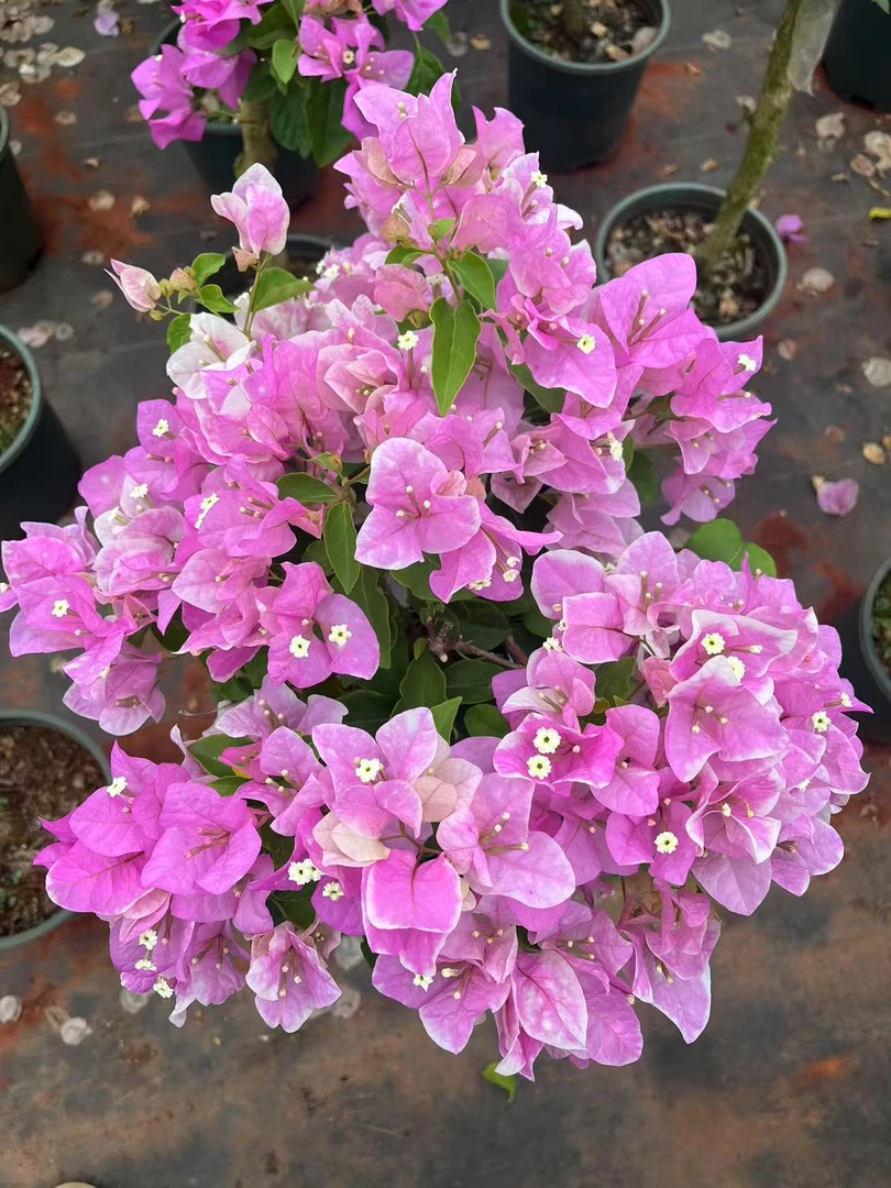 40杆 云南紫三角梅 彩花三角梅