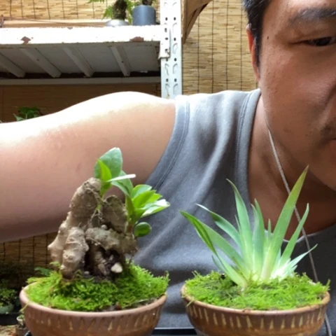 红陶一物一拍所见即所得184