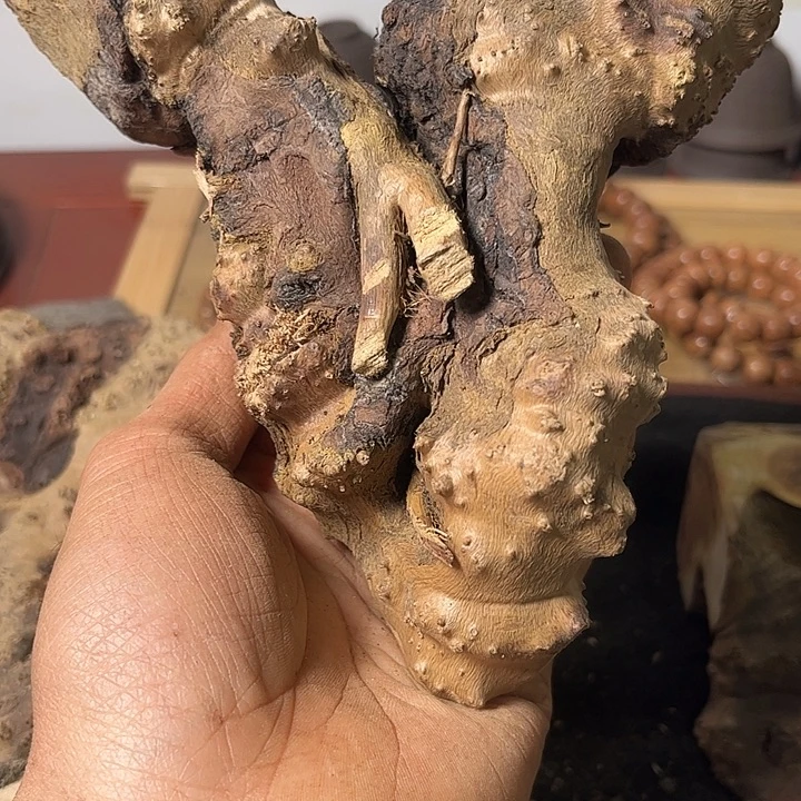 老***装香榧木我们的确是一个人的生活