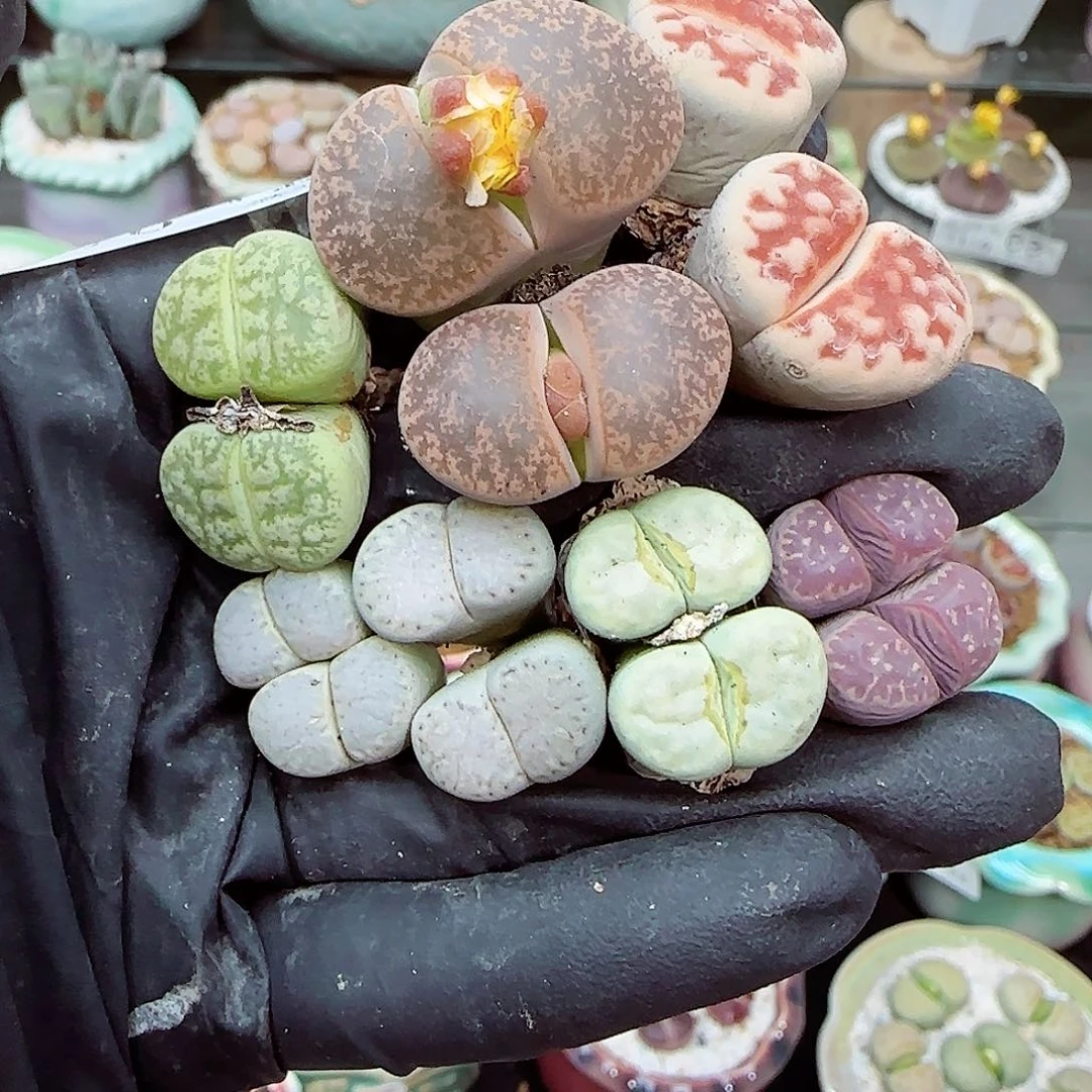 生石花满18包邮1110-120