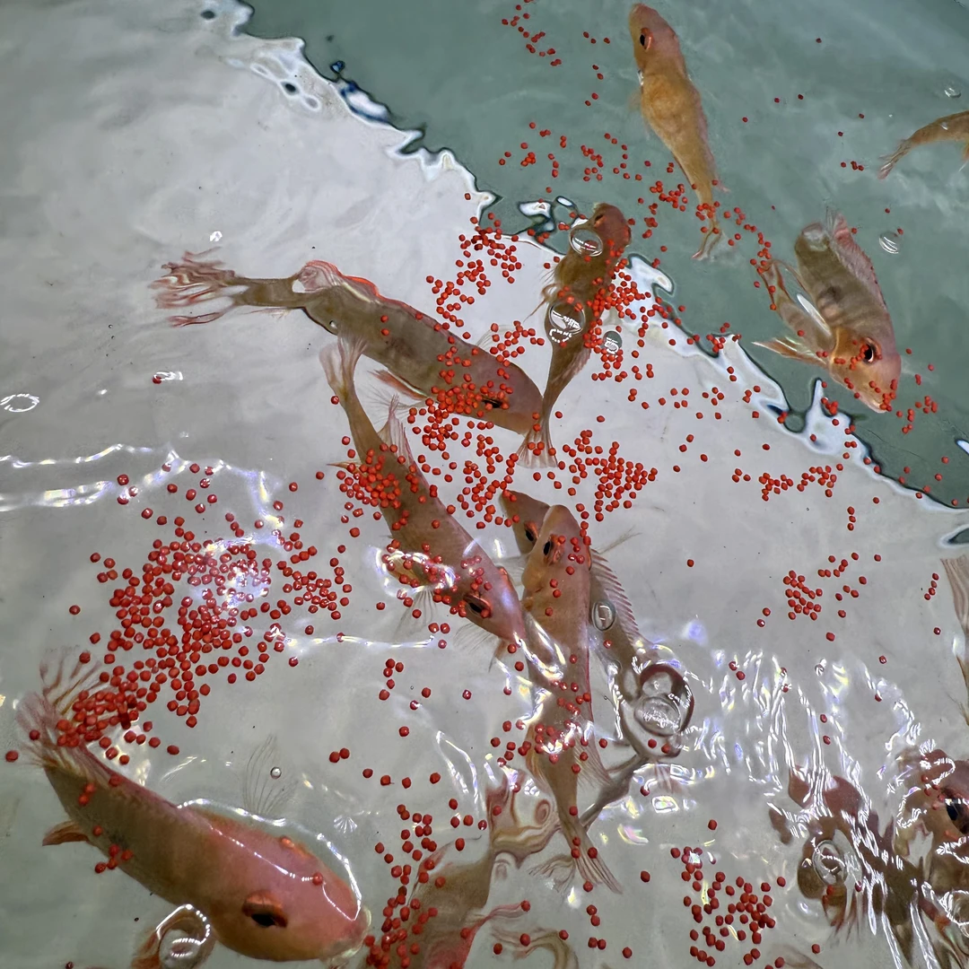 小卫共伴观赏鱼高蛋白小南美