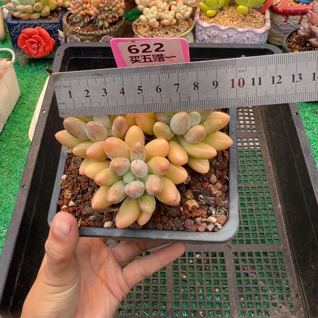 表妹精品多肉植物622.
