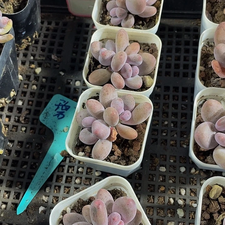 双头芭比奶带盆土发