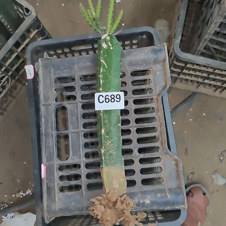 仙****刺福袋礼品鼠尾1个689