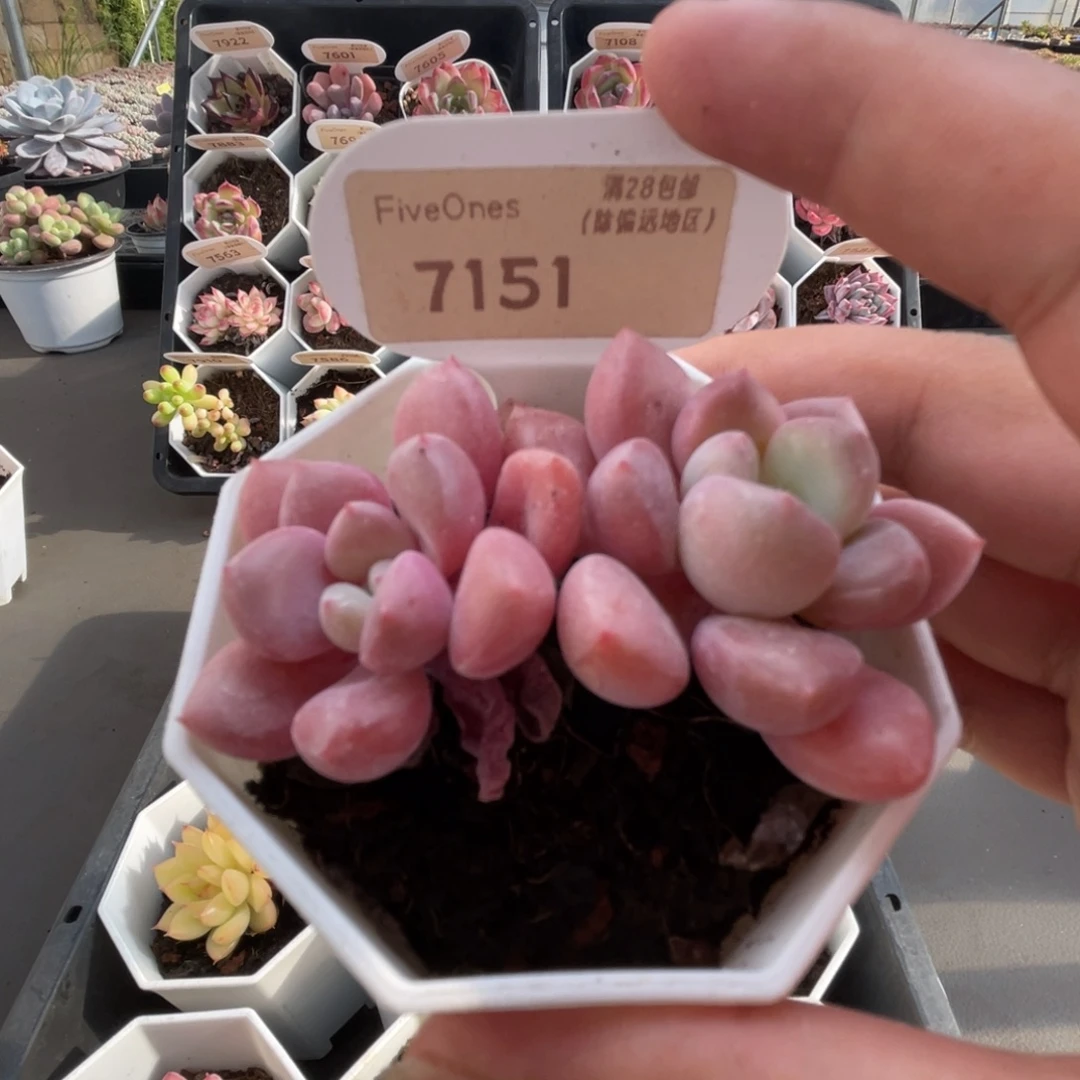 7151白鹭 4.5厘米
