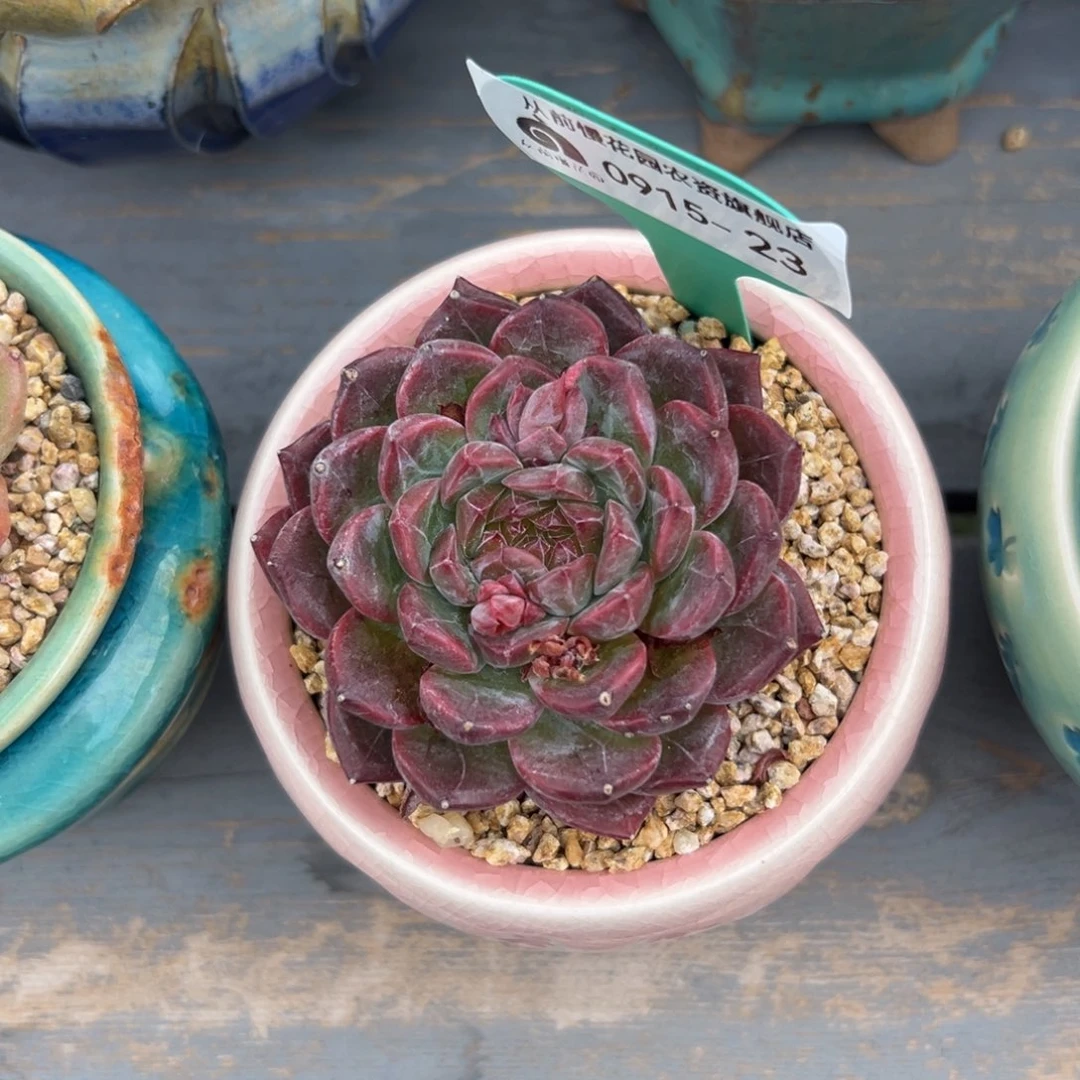 多肉一物一拍0915-23