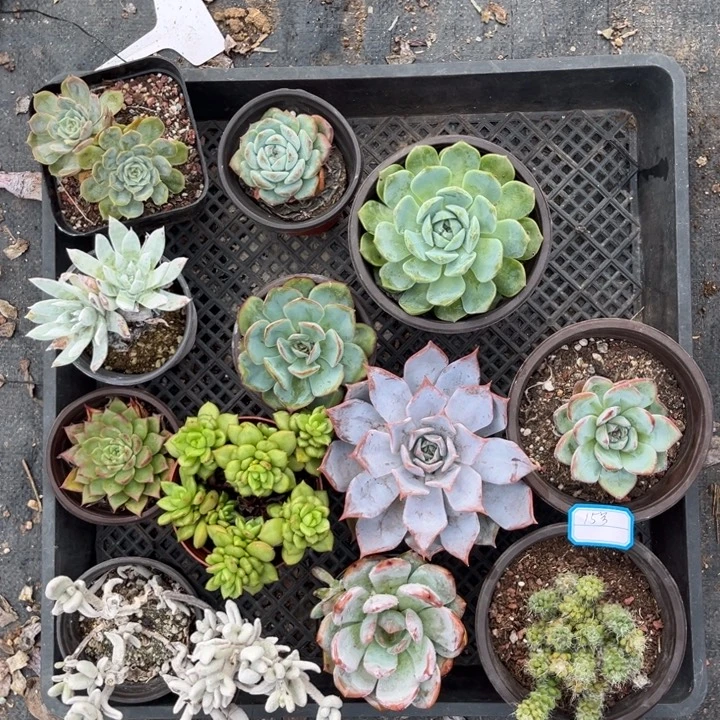 12棵一组多肉植物15号