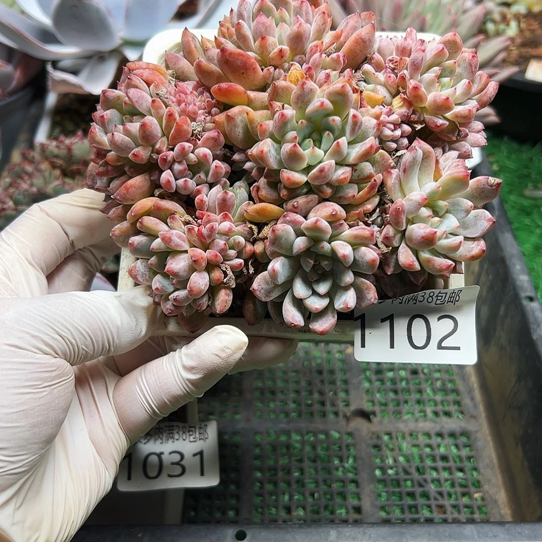 无花朵多肉一物＿拍植物1102